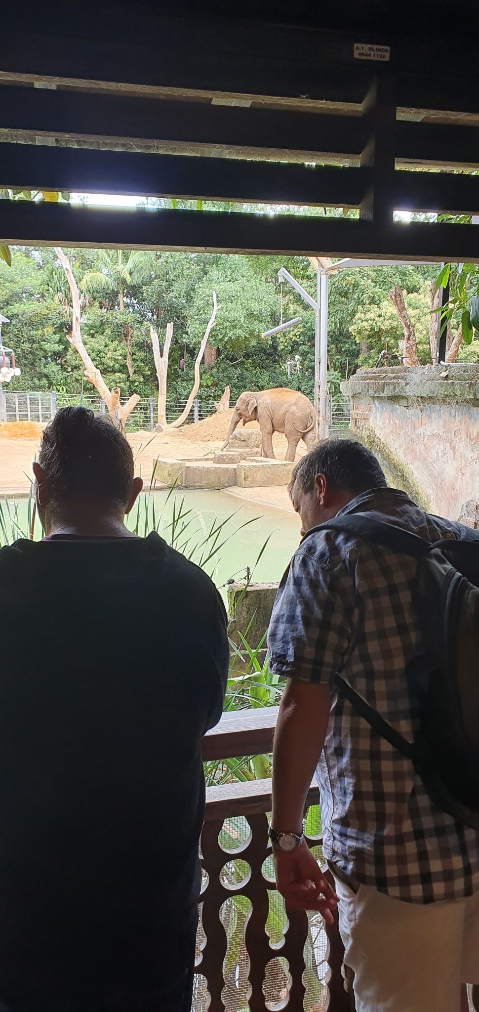 two men, one with a backpack, standing under a shelter at the Melbourne Zoo looking at the elephant enclosure with one elephant and a large pond