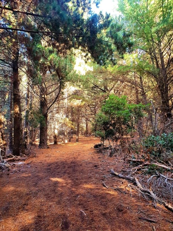 woodland forest scene with pines trees and path leading through the trees